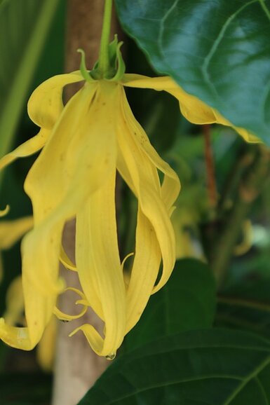 Ylang Ylang Olie - Etherische Olie