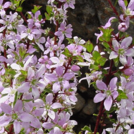 Buchu Olie - Etherische Olie