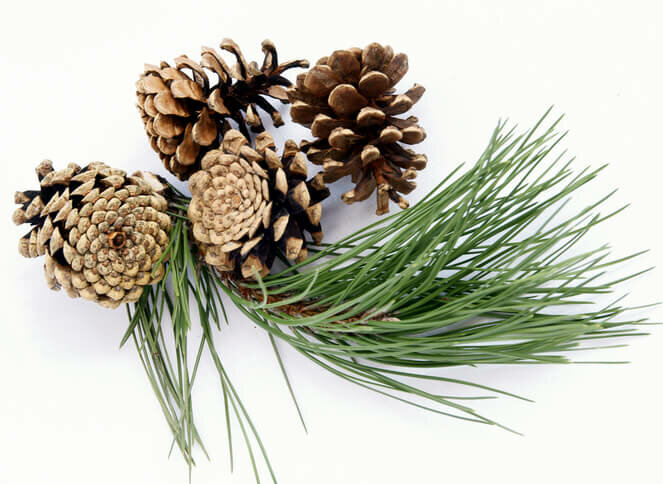 Dennenolie - Etherische Olie