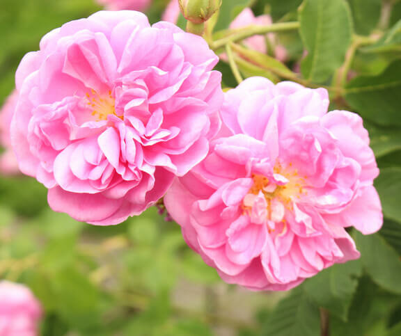 Rozenolie - Etherische Olie