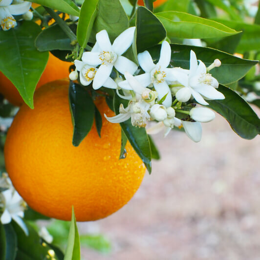 Neroli Olie - Etherische Olie Oranjebloesem