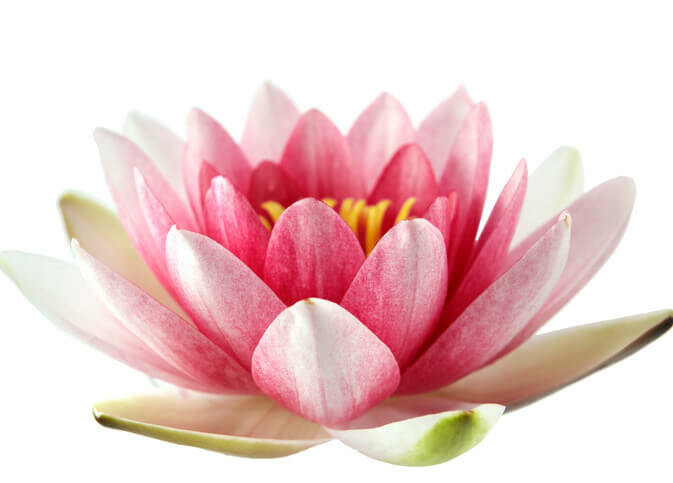 Lotus Olie - Etherische Lotusbloemolie