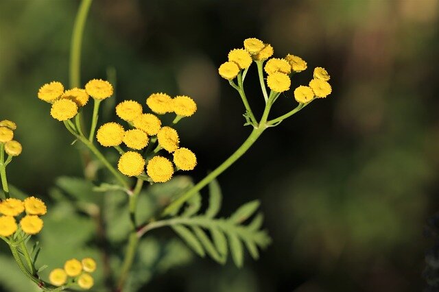 Helichrysum, Strobloem Olie - Etherische Olie
