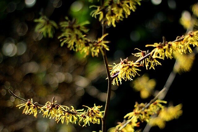 Witch Hazel, Hamameliswater - Hydrolaat