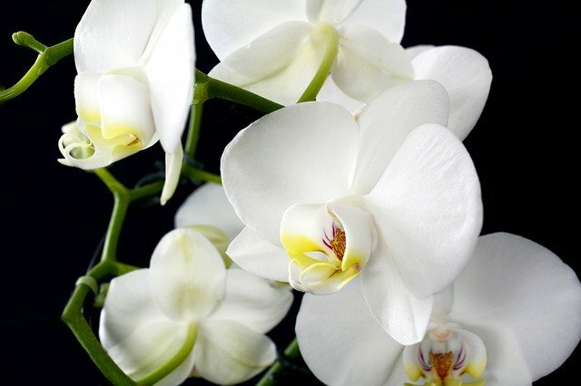 Orchidee Olie - Etherische Olie