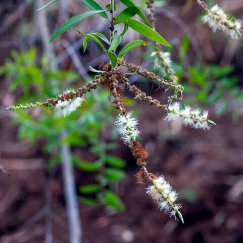 Cajeput Olie - Etherische Kajapoet Olie