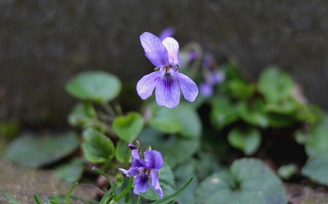 Viooltjes Olie - Etherische Olie Maarts Viooltje, Viola Odorata