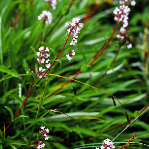 Nardus Olie - Etherische Olie, Spikenard Oil