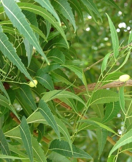 Neem Olie - Etherische Olie