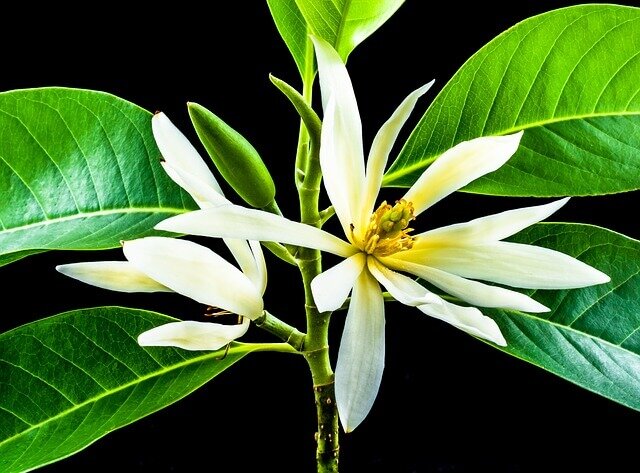 Magnolia Champaca Olie - Etherische Olie