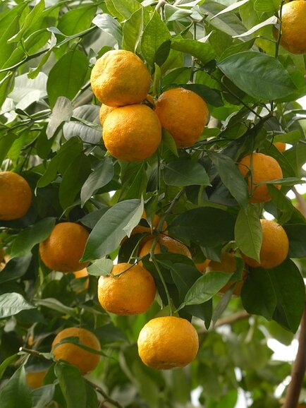 Neroli, Oranjebloesemwater - Hydrolaat