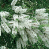 Tea Tree Water - Hydrolaat
