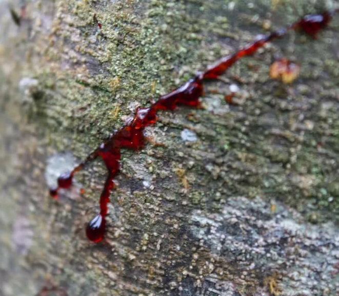 Drakenbloed Olie - Etherische Olie