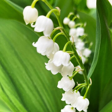 Lelietje van dalen Olie - Etherische Meiklokjes Olie, Muguet