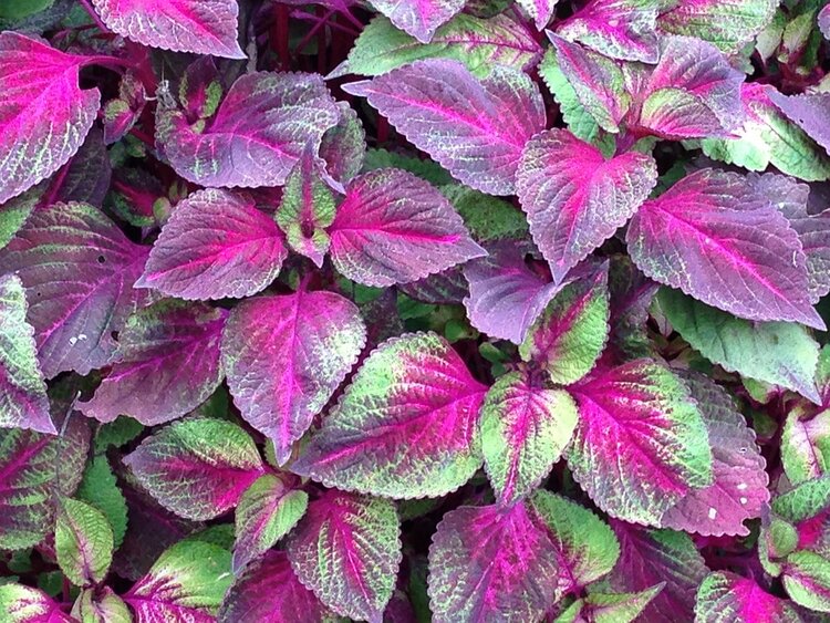 Perilla Olie - Gezicht en Huid