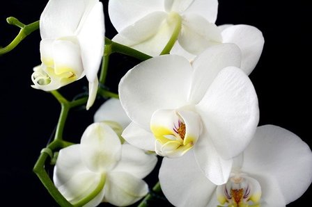 Orchidee olie