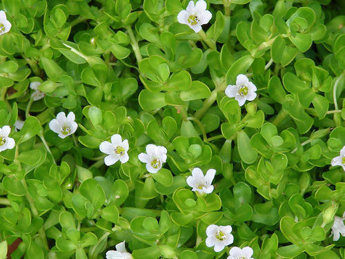 brahmi poeder kg 1000gr