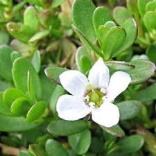 brahmi poeder kg 1000gr