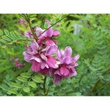 indigo haar kleur indigofera tinctoria powder