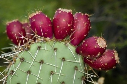 cactusvijgolie prickly pear gezicht 50ml