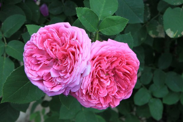 rozenolie rose oil