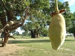 baobab poeder kg