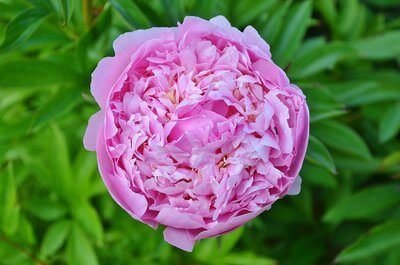rozenolie rose oil
