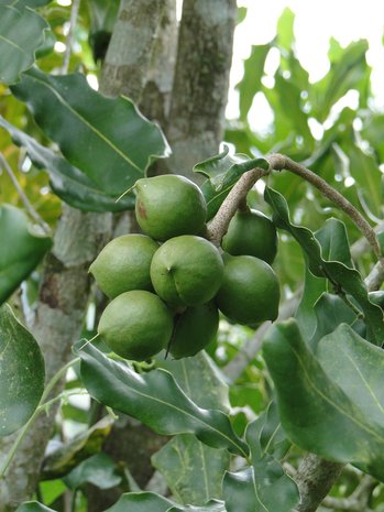 macadamia noten