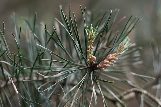 dennenolie pine