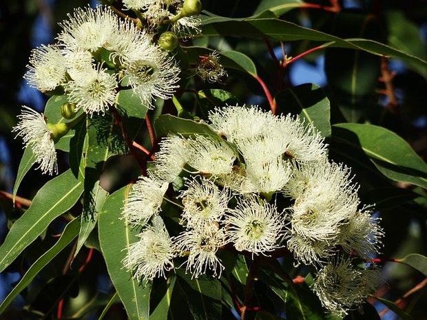 Eucalyptus olie