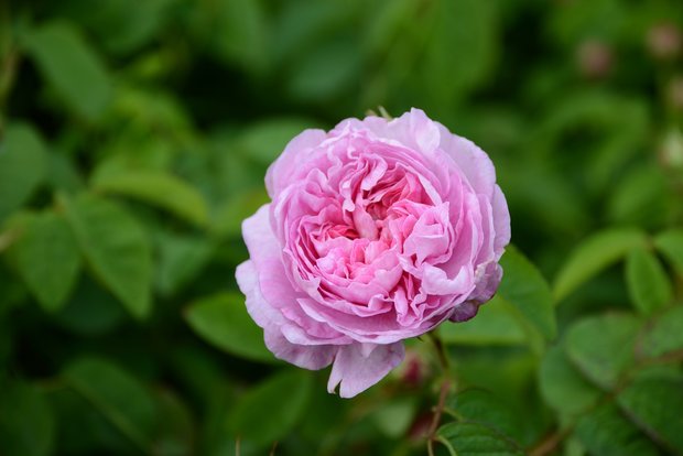 rozenblad poeder rose petal 100gr
