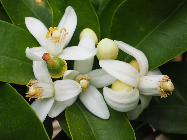 Neroli Olie 50ml