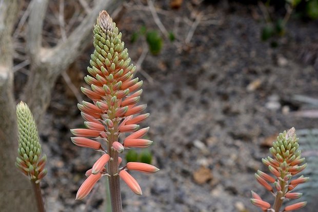 aloe vera blad poeder 100gr