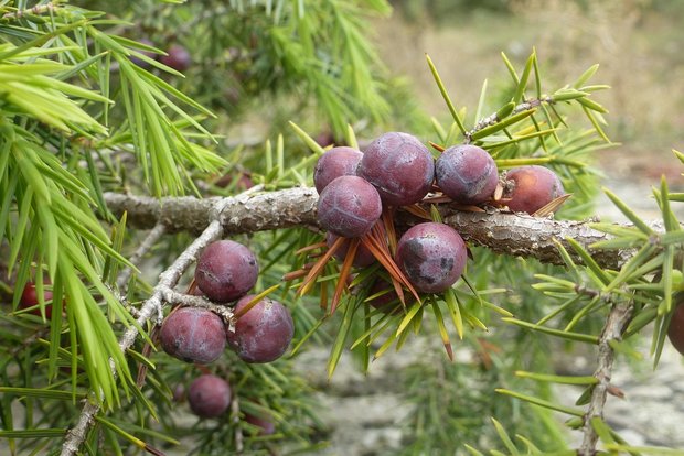 jeneverbes juniper olie