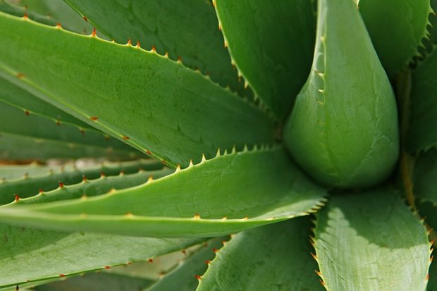 aloe vera blad poeder