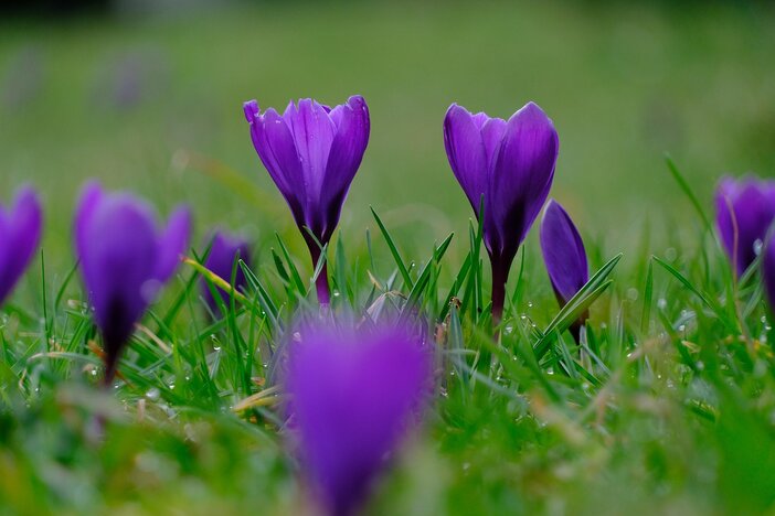 saffraan bloemen