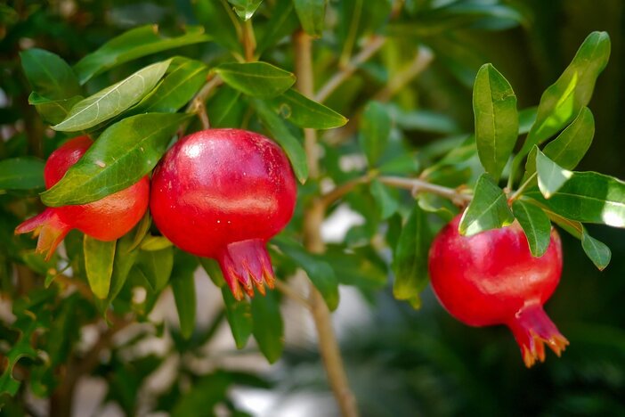 granaatappels