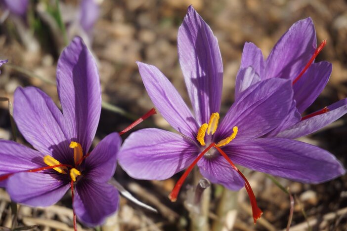 saffraan bloemen