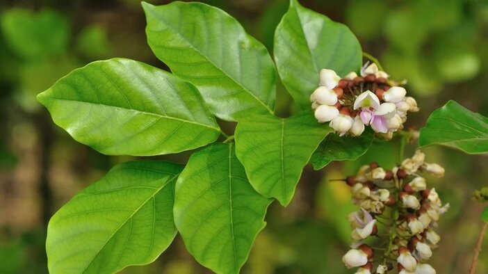karanja, Pongamia boom, bladeren