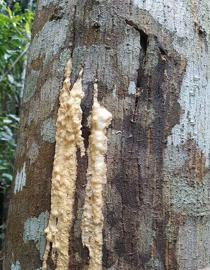 styrax boom hars