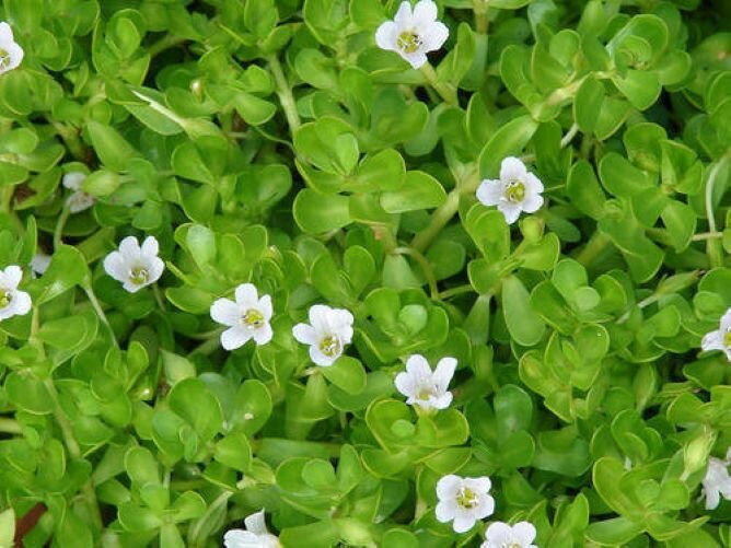 brahmi bladeren