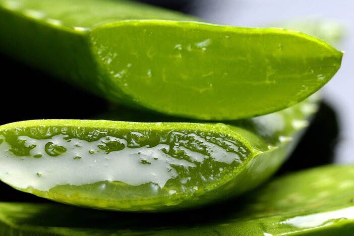 aloe vera bladeren en gel