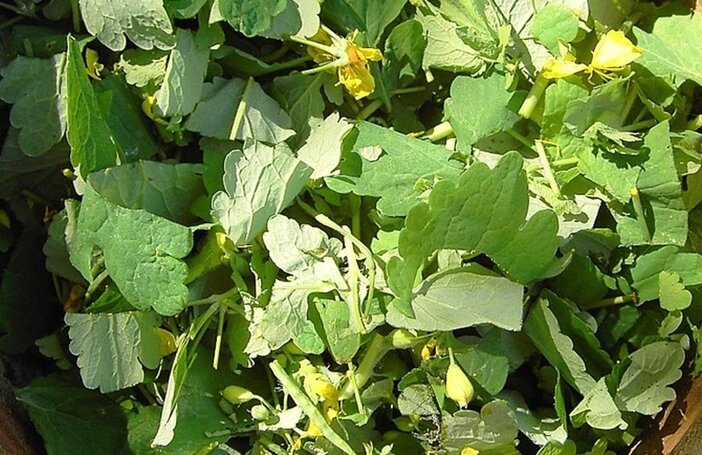 wrattenkruid stinkende gouwe