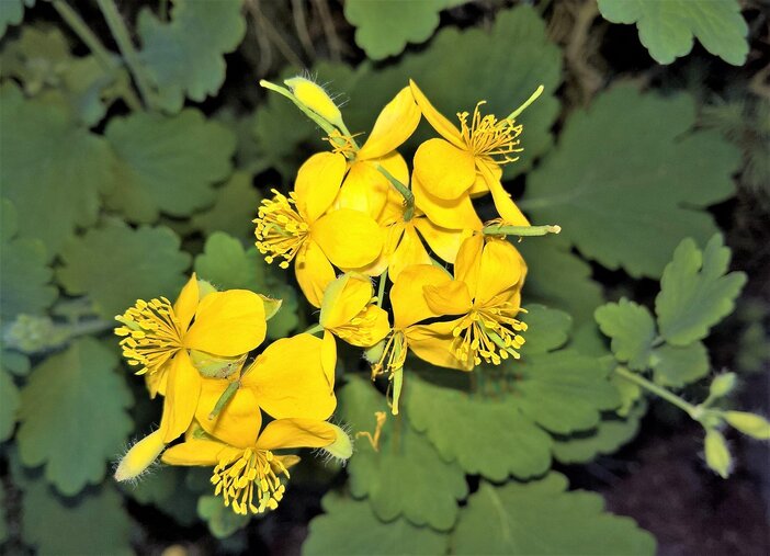 stinkende gouwe bloemen