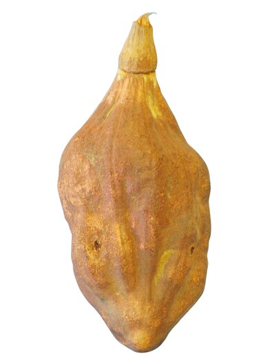 baobab