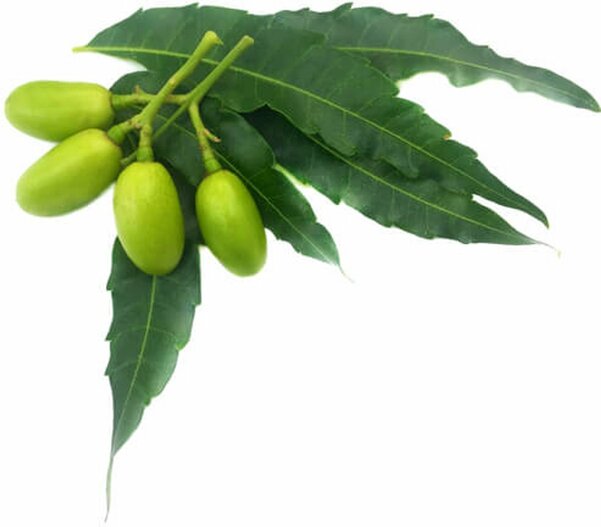 neem vruchten