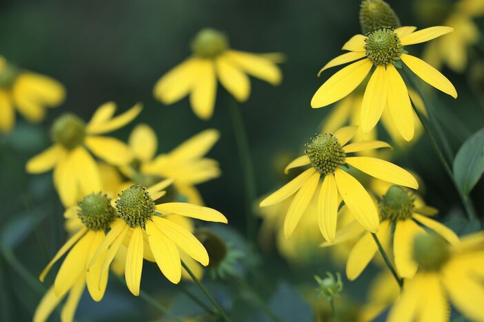 arnica montana bloem