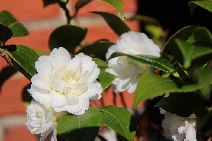 witte camellia olie