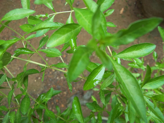 Lawsonia Inermis henna
