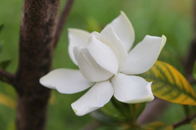 gardenia olie puur